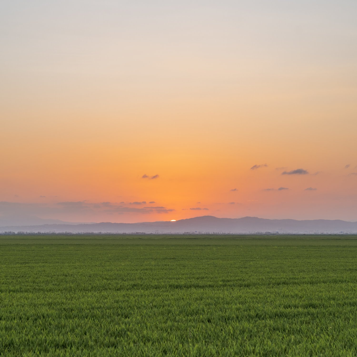 Vertical shot of a rice field captured at sunset in Albufera, Valencia, Spain